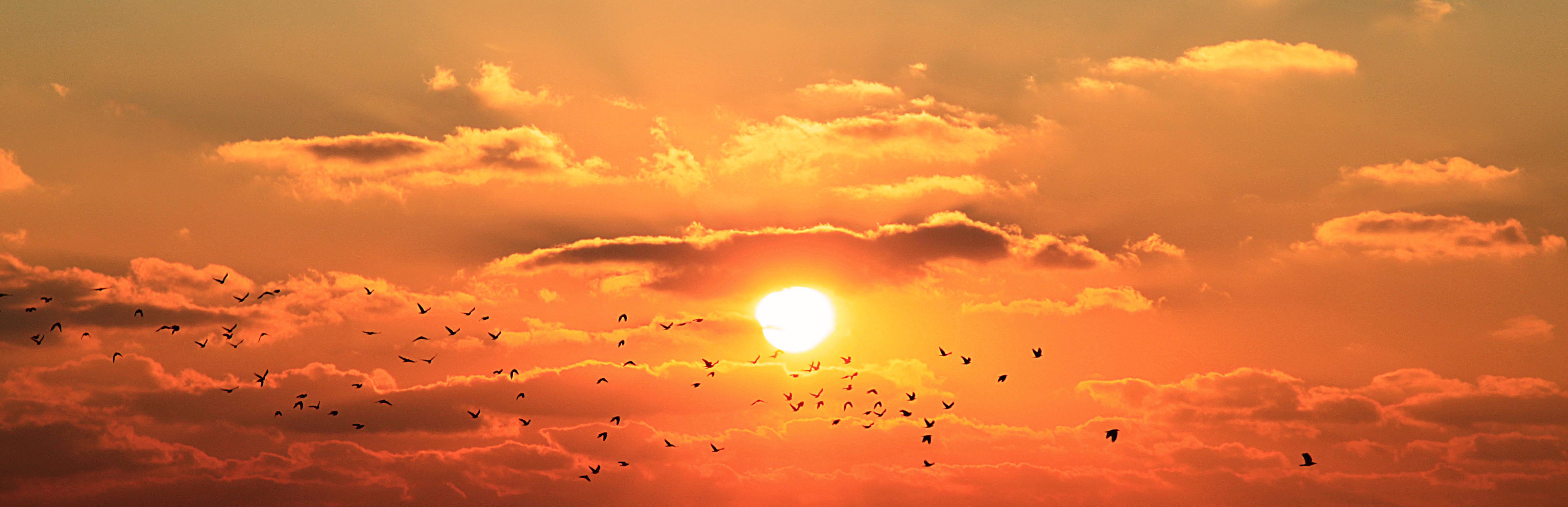 1393357032214-birds_at_sunset_2a - Copy